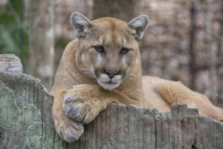 Mountain Lion Spotted Near Ocean Beach in SF's Outer Sunset, Police Warn