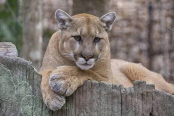 Mountain Lion Spotted Near Ocean Beach in SF's Outer Sunset, Police Warn