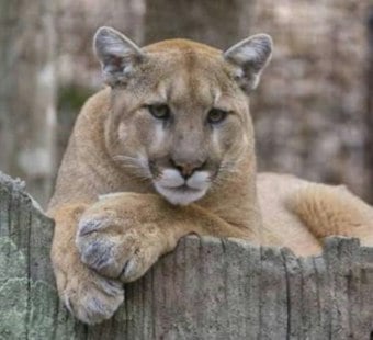 Mountain Lion Spotted Near Ocean Beach in SF's Outer Sunset, Police Warn