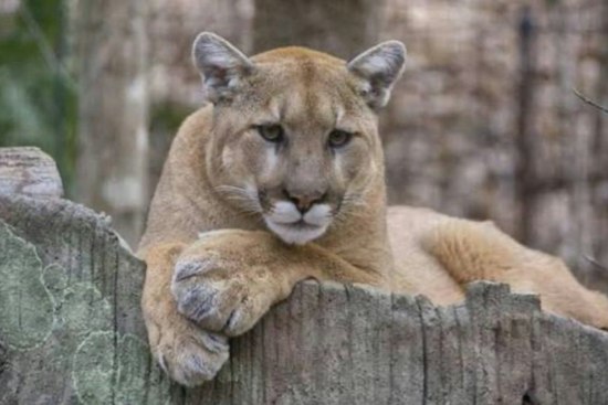 Mountain Lion Spotted Near Ocean Beach in SF's Outer Sunset, Police Warn