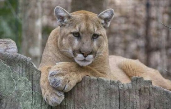 Mountain Lion Spotted Near Ocean Beach in SF's Outer Sunset, Police Warn