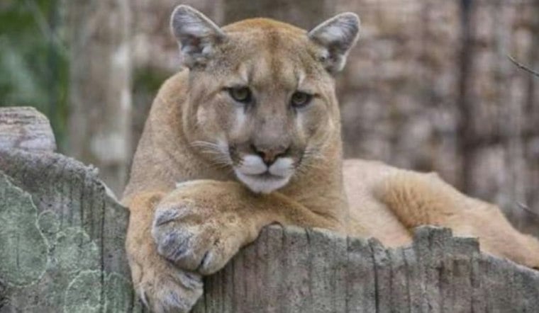 Mountain Lion Spotted Near Ocean Beach in SF's Outer Sunset, Police Warn