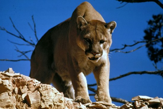 Mountain Lion Spotted Roaming Union and Jackson Counties in Southern Illinois