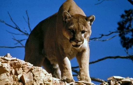 Mountain Lion Spotted Roaming Union and Jackson Counties in Southern Illinois