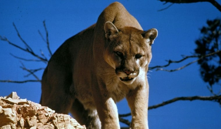 Mountain Lion Spotted Roaming Union and Jackson Counties in Southern Illinois