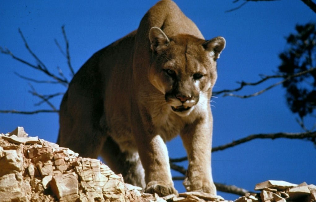 Mountain Lion Spotted Roaming Union and Jackson Counties in Southern Illinois