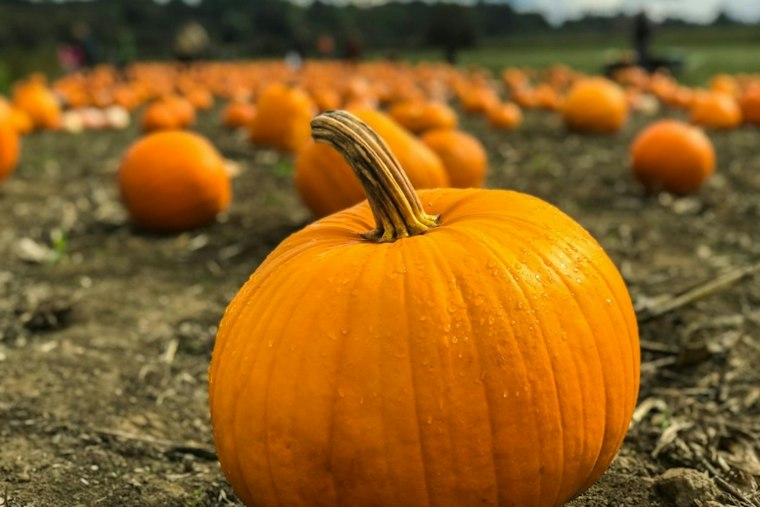 Mountain Valley Ranch Celebrates 30 Years of Pumpkins Amid Heat
