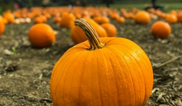 Mountain Valley Ranch Celebrates 30 Years of Pumpkins Amid Heat