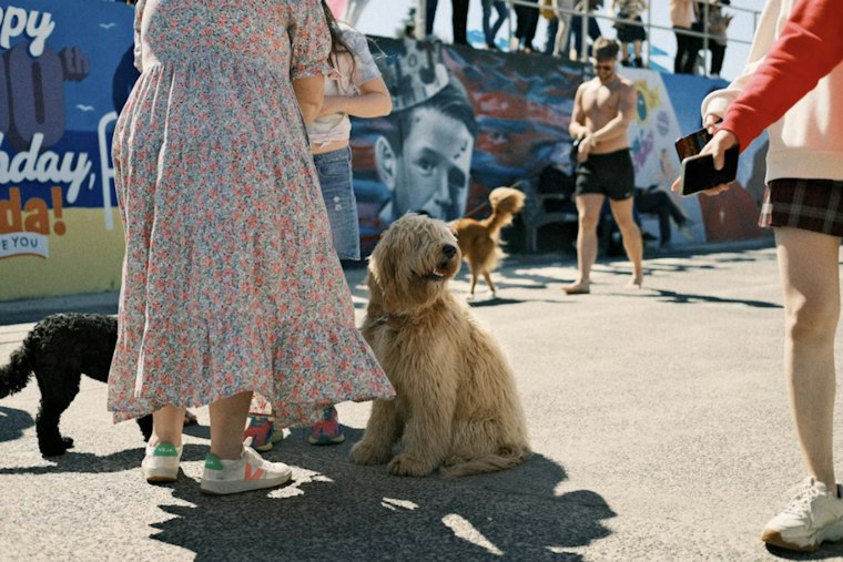 Mountlake Terrace's WagFest Returns This Weekend With Over 45 Vendors and Rare Dog Breeds