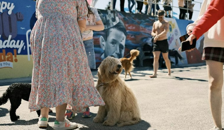 Mountlake Terrace's WagFest Returns This Weekend With Over 45 Vendors and Rare Dog Breeds