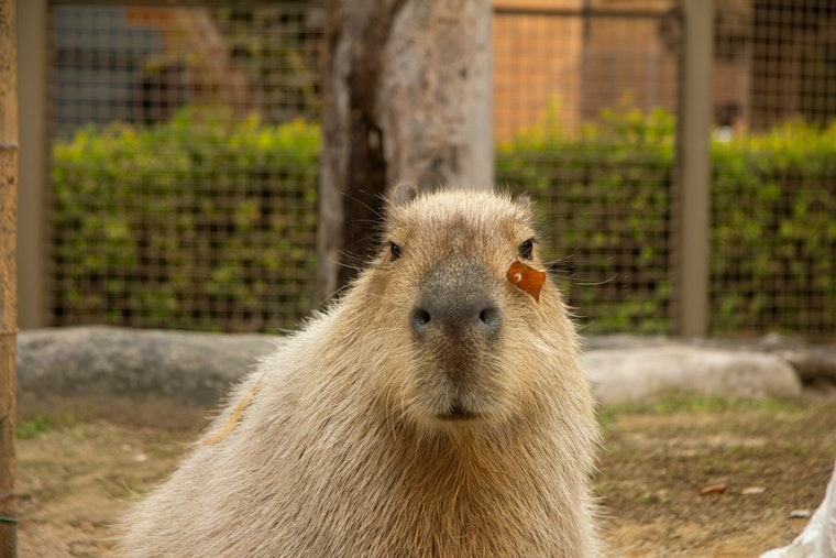 Nashville Zoo Debuts South American Habitat With Capybaras, Rare Anteater