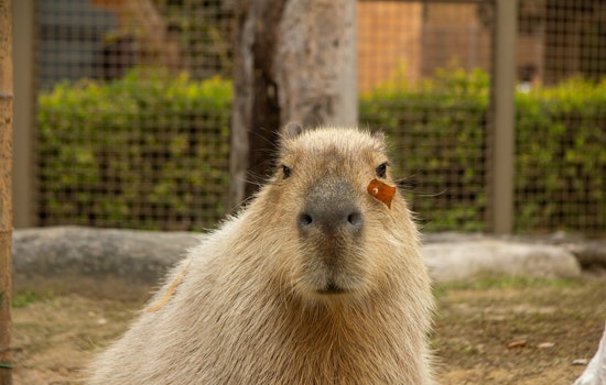 Nashville Zoo Debuts South American Habitat With Capybaras, Rare Anteater