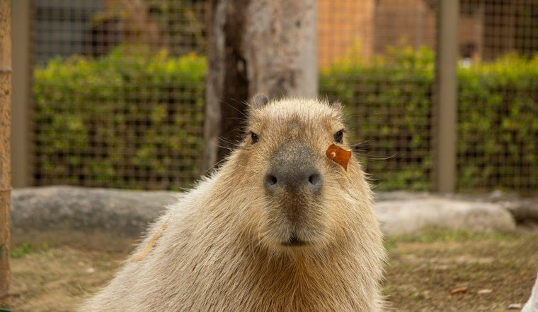 Nashville Zoo Debuts South American Habitat With Capybaras, Rare Anteater