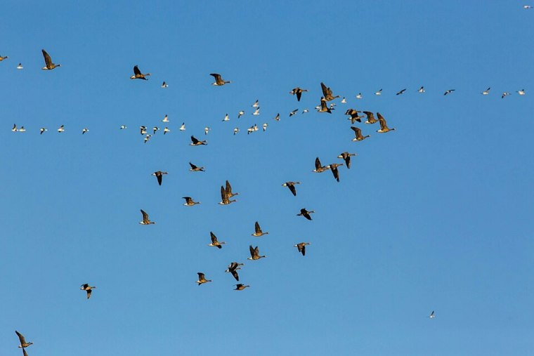 Nearly a Million Birds Crossed Clallam County in One Night, Sequim Volunteer Urges Lights Out