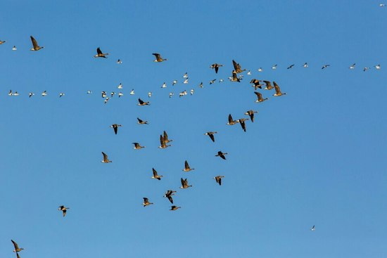 Nearly a Million Birds Crossed Clallam County in One Night, Sequim Volunteer Urges Lights Out