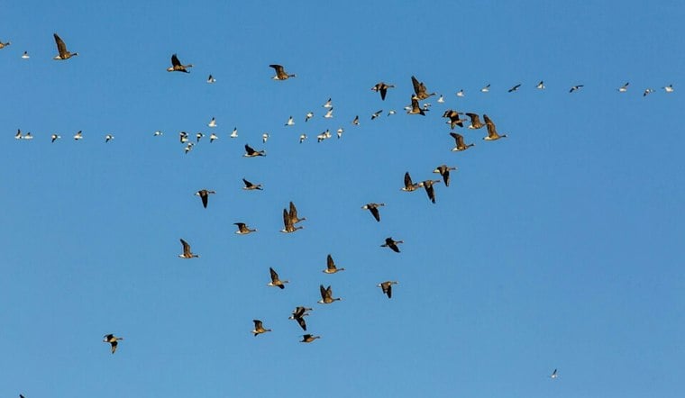 Nearly a Million Birds Crossed Clallam County in One Night, Sequim Volunteer Urges Lights Out