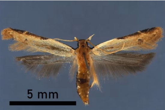 Never-Before-Seen Moth Caught in Ghana Luggage at Detroit Metro Airport