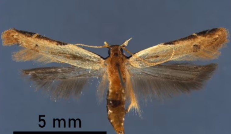 Never-Before-Seen Moth Caught in Ghana Luggage at Detroit Metro Airport