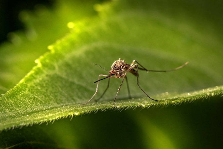 New Mosquito Species Found in Arizona Mountains a Few Miles From New Mexico