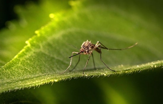 New Mosquito Species Found in Arizona Mountains a Few Miles From New Mexico