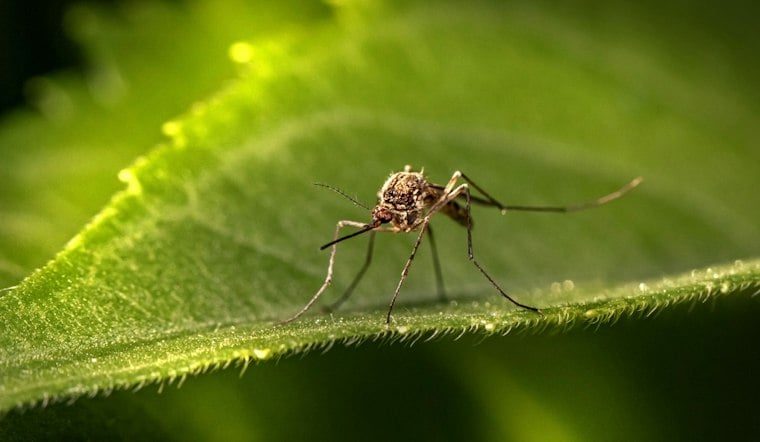New Mosquito Species Found in Arizona Mountains a Few Miles From New Mexico