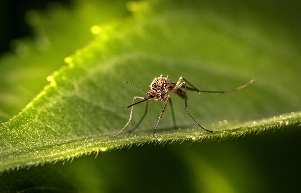 New Mosquito Species Found in Arizona Mountains a Few Miles From New Mexico