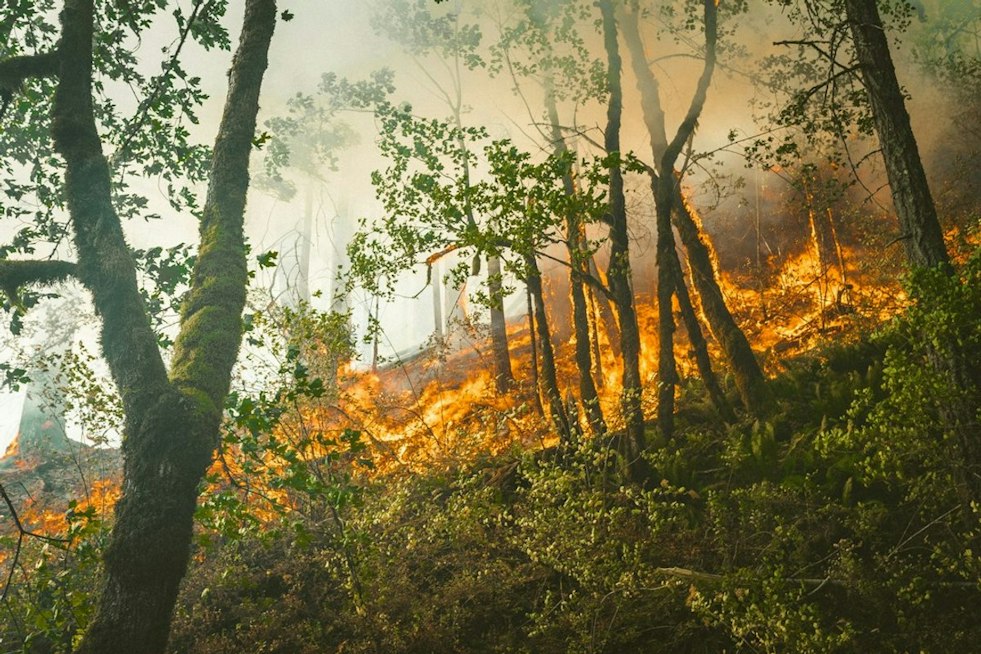 New Rim Fire Breaks Out on Forest Service Land in Placer County