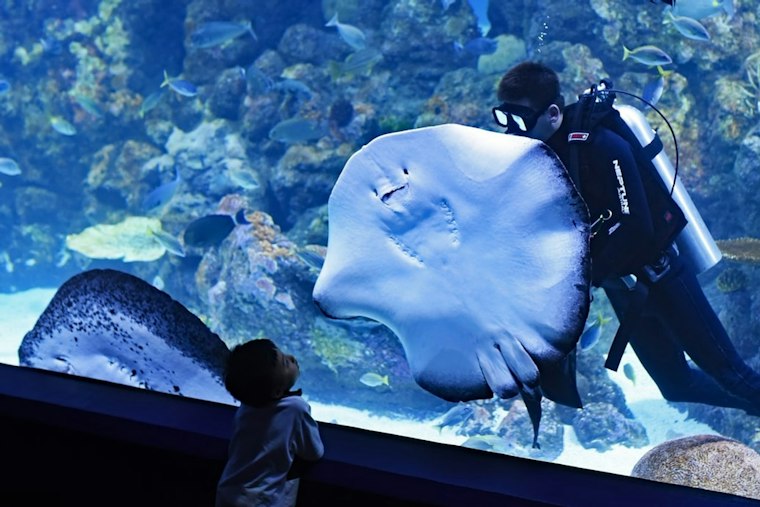 Newport Aquarium's Underwater Pumpkin GLOW Returns With a 9-Foot Stingray