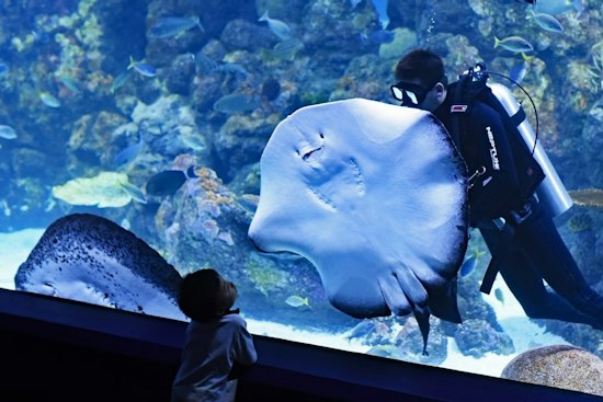 Newport Aquarium's Underwater Pumpkin GLOW Returns With a 9-Foot Stingray