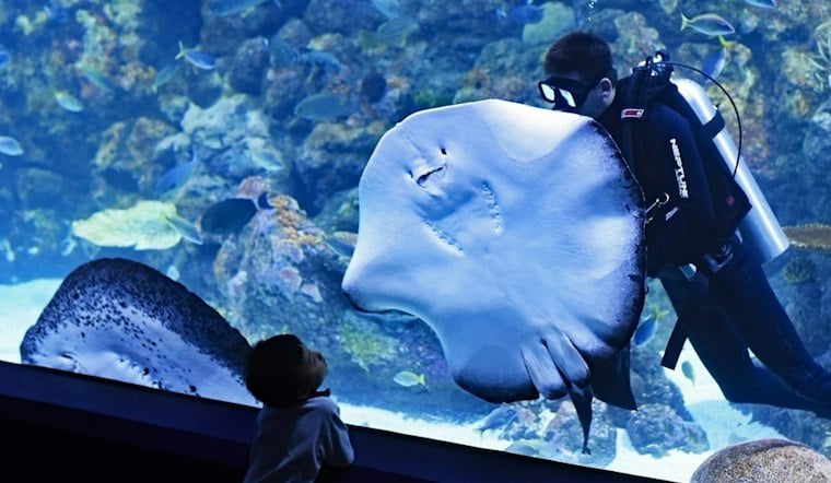 Newport Aquarium's Underwater Pumpkin GLOW Returns With a 9-Foot Stingray