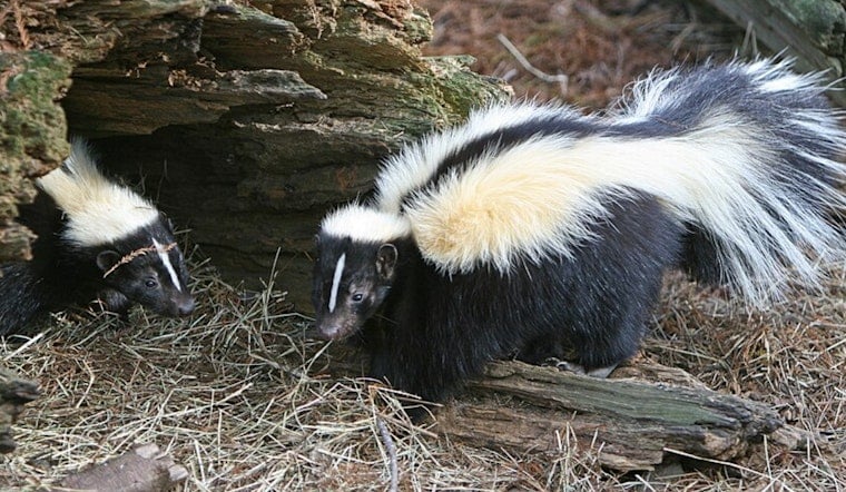 North Ridgeville's Skunkfest Marks 25 Years With Pageants and a Giant Inflatable Skunk