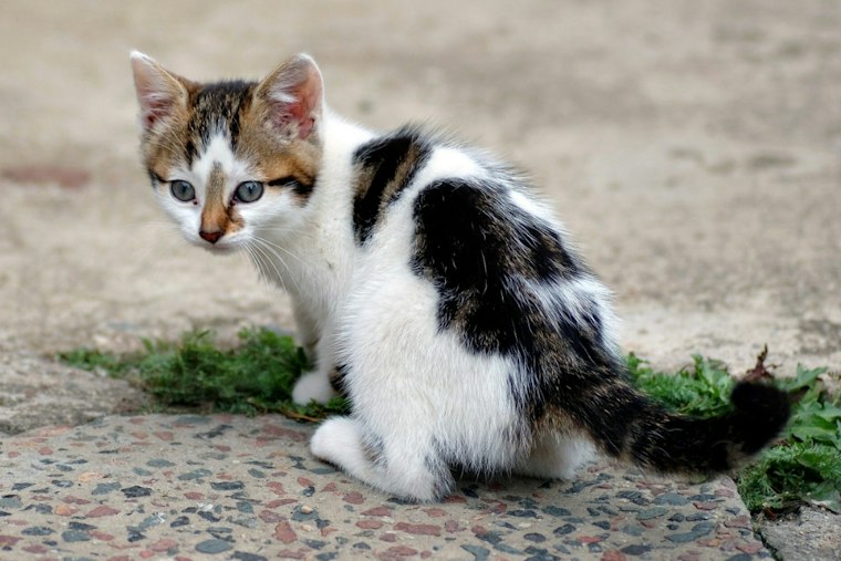 Northern Colorado Shelters Swamped After Rescuing Over 125 Cats From Hoarding Cases