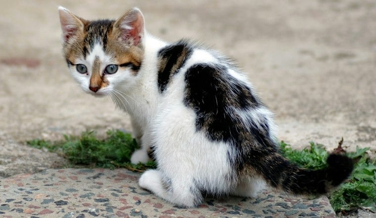 Northern Colorado Shelters Swamped After Rescuing Over 125 Cats From Hoarding Cases