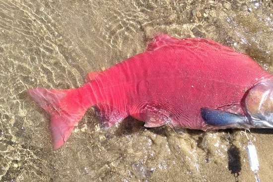 Northern Utah Streams Turn Blood Red as Kokanee Salmon Crowd In to Spawn
