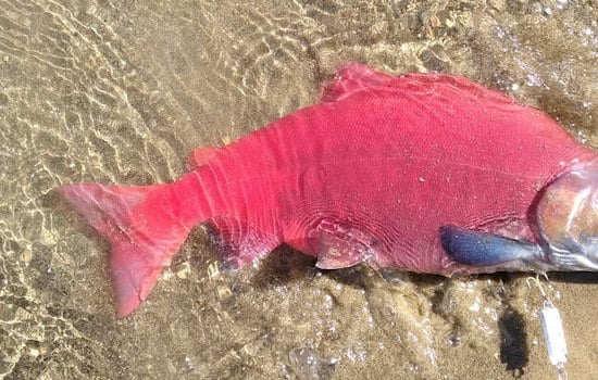 Northern Utah Streams Turn Blood Red as Kokanee Salmon Crowd In to Spawn