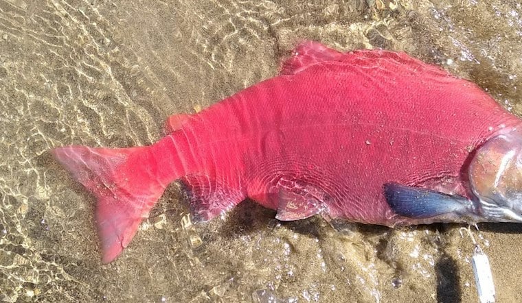 Northern Utah Streams Turn Blood Red as Kokanee Salmon Crowd In to Spawn