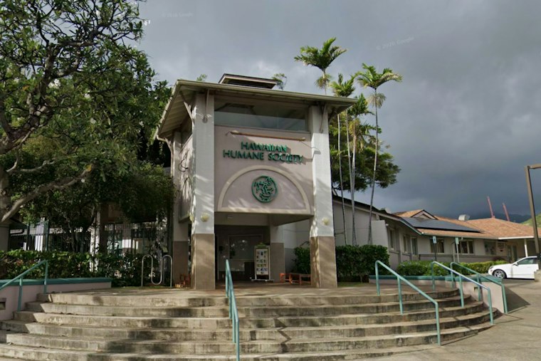 Oahu Shelters Waive Adoption Fees to Clear Kennels for Kauai's Storm-Displaced Pets