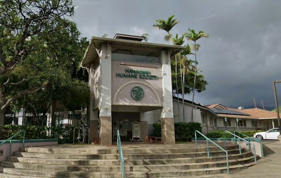 Oahu Shelters Waive Adoption Fees to Clear Kennels for Kauai's Storm-Displaced Pets
