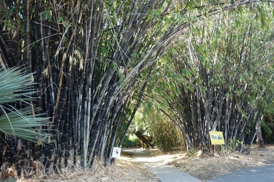 October Events Bring Evening Hikes and a Plant Tour to the Arcadia Arboretum
