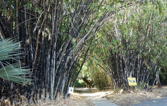 October Events Bring Evening Hikes and a Plant Tour to the Arcadia Arboretum
