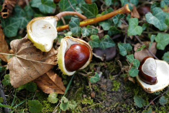 Oklahoma Chestnut Orchard Enters 2026 Harvest After Years of Clay-Soil Setbacks