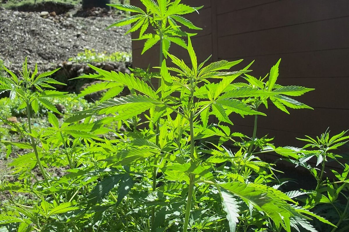 hoodline.com - Amelia Claire Grant - Oklahoma Marijuana Grows Abandoned, No Cleanup Funds Collected