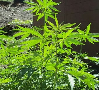 Oklahoma's Weed Boom Leaves Behind Thousands of Toxic, Abandoned Grows