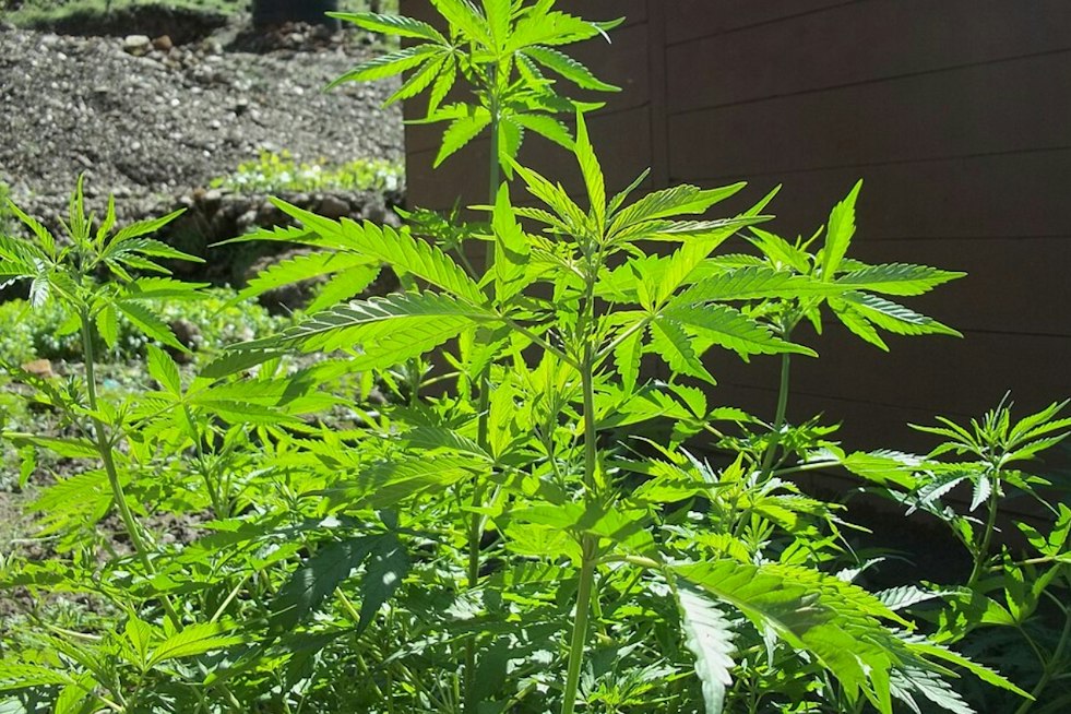 Oklahoma's Weed Boom Leaves Behind Thousands of Toxic, Abandoned Grows