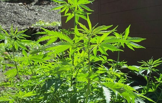 Oklahoma's Weed Boom Leaves Behind Thousands of Toxic, Abandoned Grows