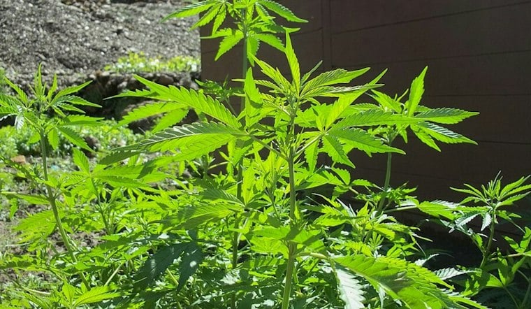 Oklahoma's Weed Boom Leaves Behind Thousands of Toxic, Abandoned Grows