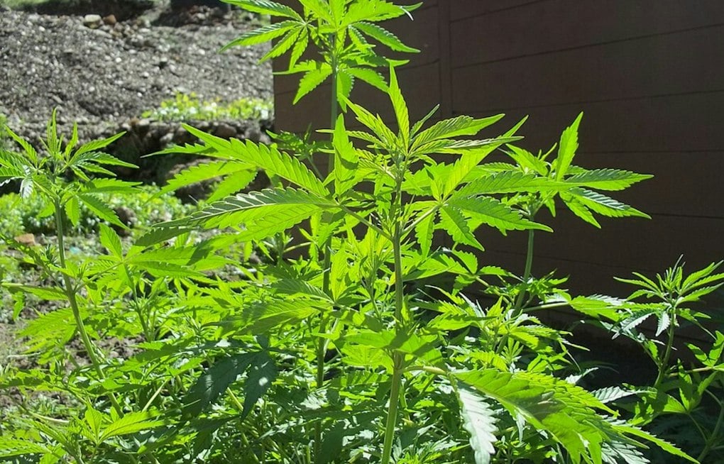 Oklahoma's Weed Boom Leaves Behind Thousands of Toxic, Abandoned Grows
