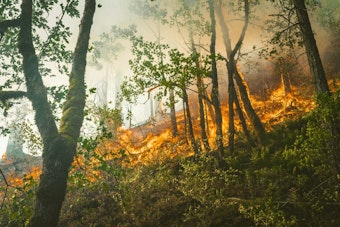 Olowalu Brush Fire Forces Evacuations, Shuts Down Honoapiʻilani Highway