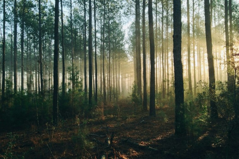 Olympic Peninsula Donors Save 29 Acres of Doc Holliday Rainforest From Logging