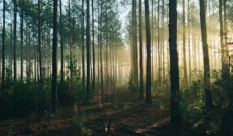 Olympic Peninsula Donors Save 29 Acres of Doc Holliday Rainforest From Logging